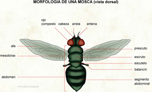 Morfologia de una mosca